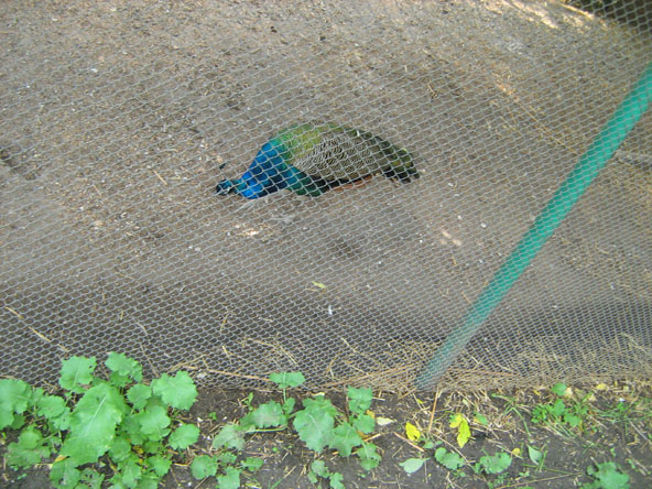 IMG_2269.JPG
